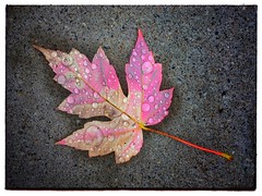 Fall leaf in the rain. #photography #photooftheday #photoadaychallenge #leaf #fall #water #droplets #nature #opcmag #iphone6se #project365 #yyc #calgary