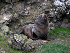 Fur Seal Pup Snoozing
