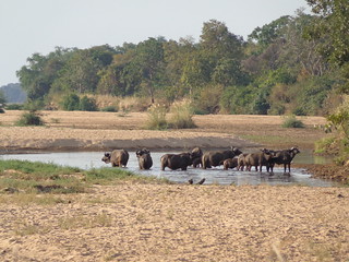 Mozambique Hunting Safari 37