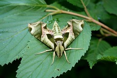 Anglų lietuvių žodynas. Žodis sphinx moth reiškia drugys sfinksas lietuviškai.