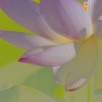 lotus__DSC3308a