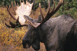 Newfoundland Caribou Hunt, Moose, Bear Hunting 18