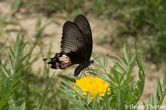 Papilio polytes romulus (Common Mormon), female