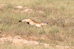 Black-footed Ferret takes off on the hunt
