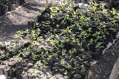 Tree seedlings on Sabina Otieno's farm in Homa Bay County, Kenya