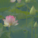 lotus_DSC9052+PK