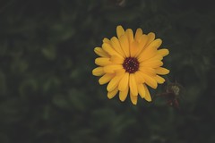 280/365 - Yellow Daisy
