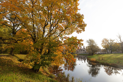 Autumn maple over the lake.