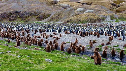 King Penguins + Chicks / Antarctica / SML.20151207.6D.35277