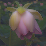 lotus_DSC9059aa