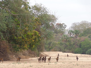Mozambique Hunting Safari 39