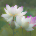 lotus_DSC3609aaaa