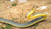 female large whipsnake - Harmanli, Bulgaria 10