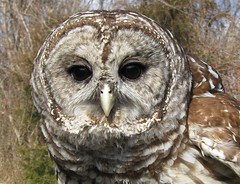 Anglų lietuvių žodynas. Žodis barred owl reiškia draudžiama pelėda lietuviškai.