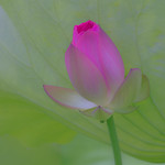 lotus_DSC3570aa