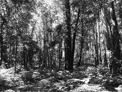 Bosque gallego