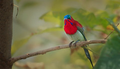 Crimson Sunbird (Aethopyga siparaja).M.