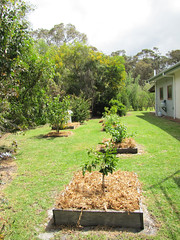 South Garden Ready For Summer II – Red Moon Sanctuary, Redmond, Western Australia