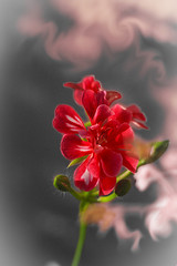 Anglų lietuvių žodynas. Žodis flower bud reiškia gėlių pumpurų lietuviškai.