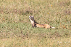 Black-footed Ferret left without a meal