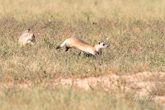 Black-footed Ferret takes off on the hunt