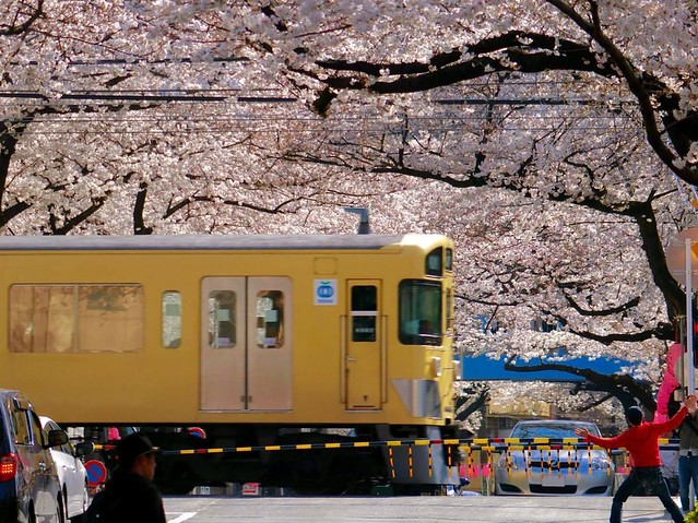 中野通りの桜はきれいです。踏切があと数年...