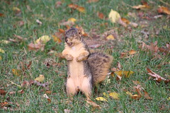 122/365/3774 (October 11, 2018) - Squirrels in Ann Arbor at the University of Michigan - October 11th, 2018