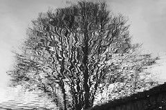 El reflejo del árbol fantasma