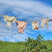 Hung out to dry!