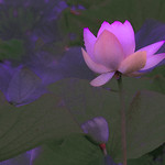 lotus_DSC_9455aa