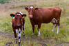 Cows in Steinklepp - Norway