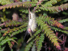 Anglų lietuvių žodynas. Žodis tussock caterpillar reiškia kupstas caterpillar lietuviškai.