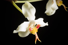 [Borneo] Paraphalaenopsis serpentilingua (J.J.Sm.) A.D.Hawkes, Orquídea (Rio de Janeiro) 25: 212 (1963)