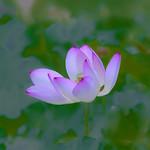 lotus_DSC3637-2a