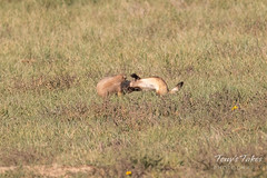 Black-footed Ferret takes on a Prairie Dog
