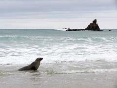 Sea Lion at the Beach