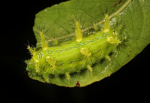 Stinging Nettle Slug Caterpillar (Cup Moth, Phlossa sp., Limacodidae)  