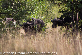 Mozambique Hunting Safari 18