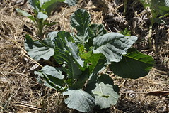 Healthy kale growing on Raphael Odwaro's farm in Homa Bay County, Kenya