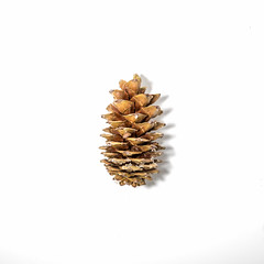 Anglų lietuvių žodynas. Žodis limber pine reiškia lankstus, pušis lietuviškai.