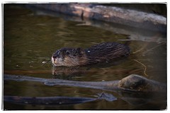 Muskrat. #photography #photooftheday #photoadaychallenge #canon7d #sigma150600 #nature #opcmag #project365 #yyc #calgary #muskrat #pond