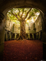 Muckross Abbey Tree of Life